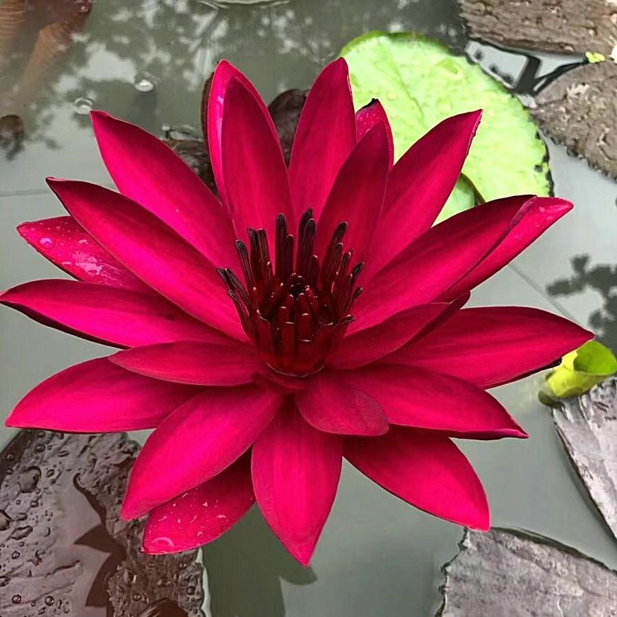 ๐The Sacred Bonsai Bowl Lotus Flower