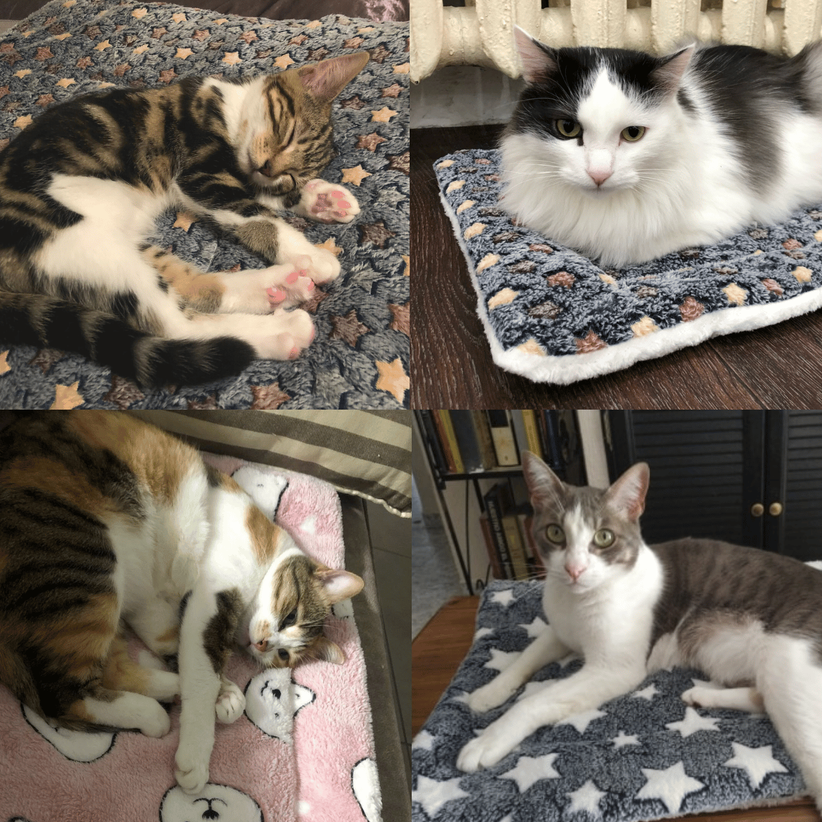 π₯ Cosy Calming Cat Blanket
