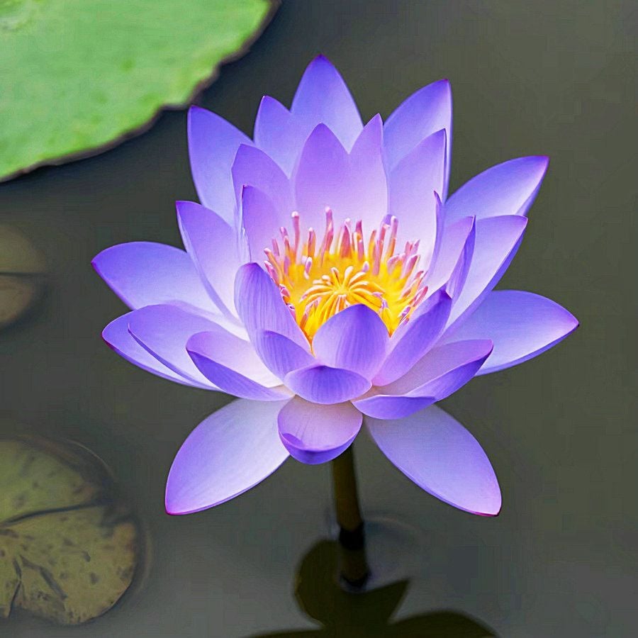 ๐The Sacred Bonsai Bowl Lotus Flower