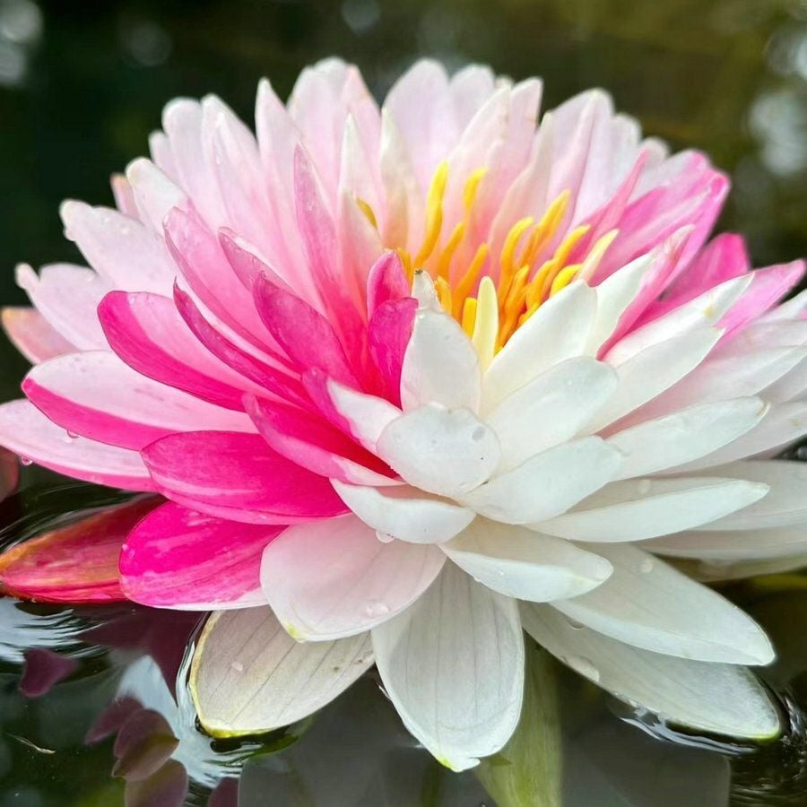 ๐The Sacred Bonsai Bowl Lotus Flower