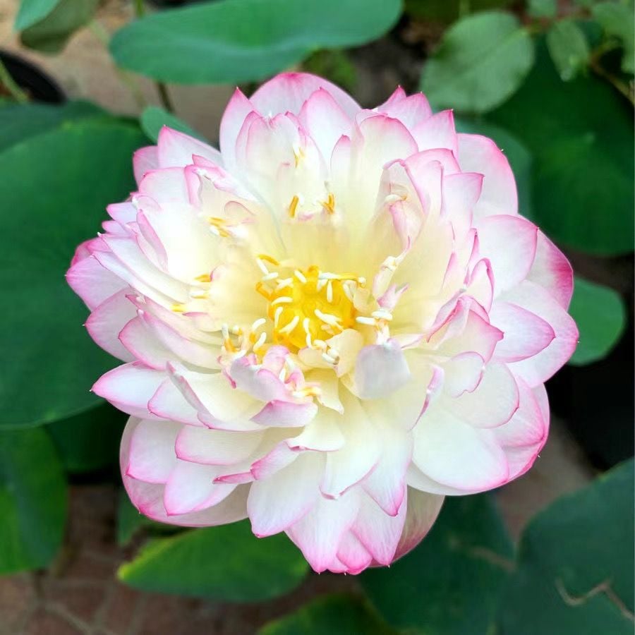 ๐The Sacred Bonsai Bowl Lotus Flower