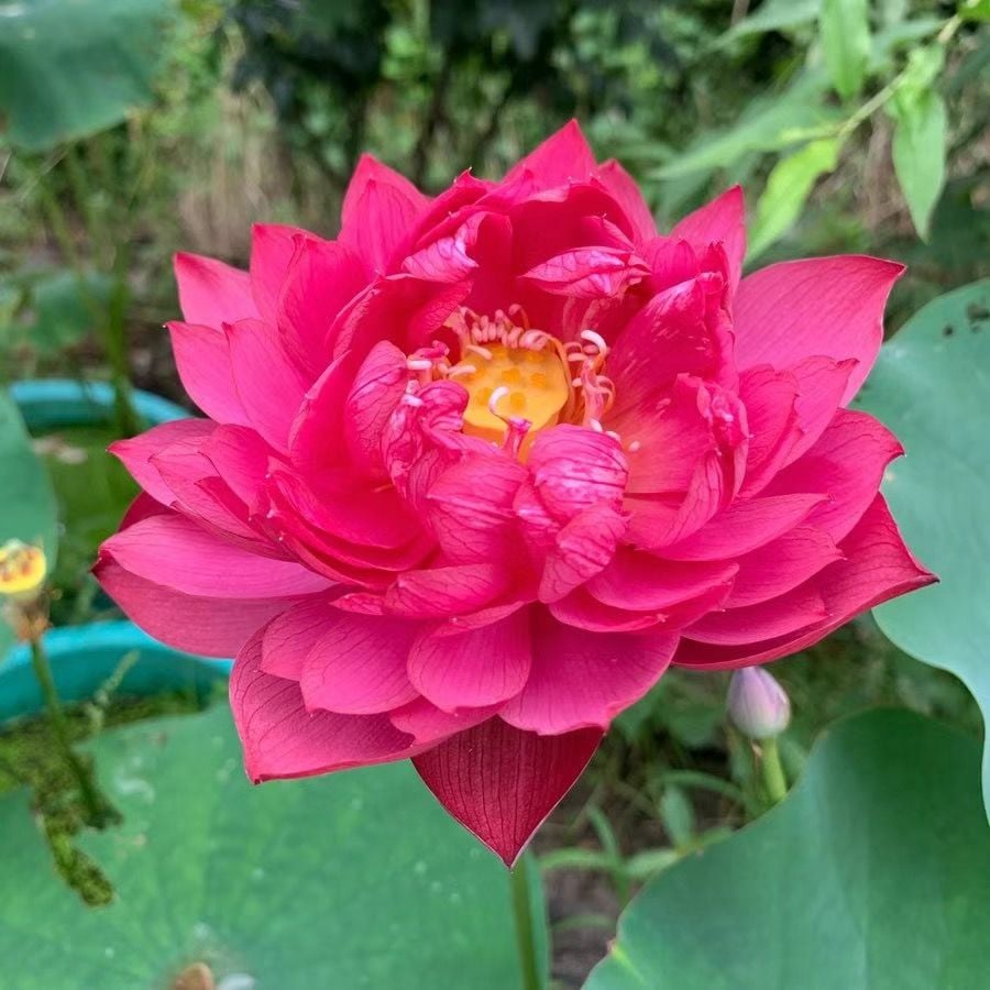 ๐The Sacred Bonsai Bowl Lotus Flower