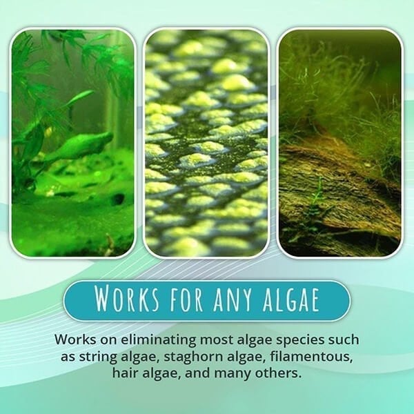 🔥Hot Sale 50% OFF -NEW Algae Repellent Agent