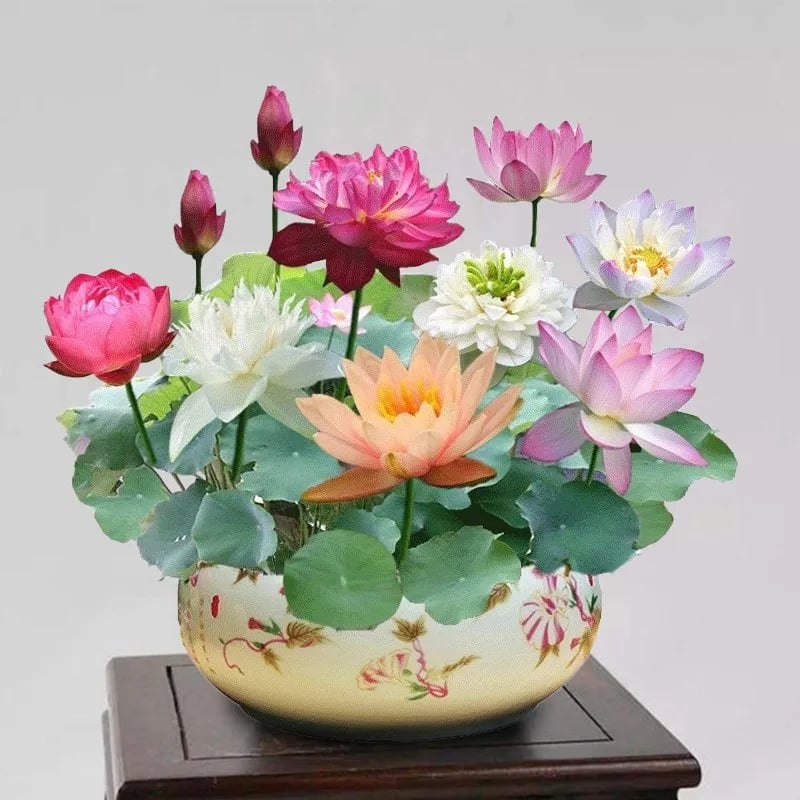 💐The Sacred Bonsai Bowl Lotus Flower