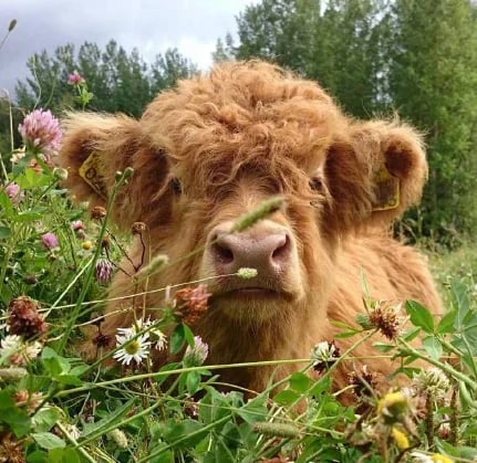 👍 Scottish Handmade Highland Cattle