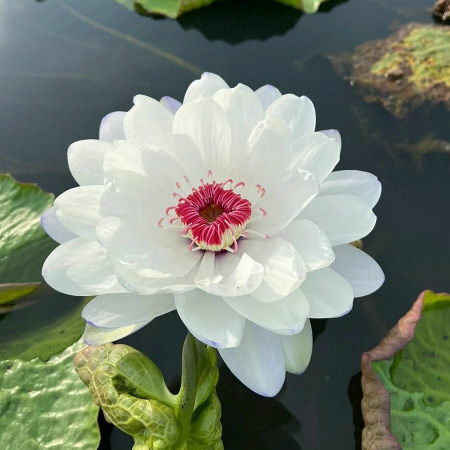 💐The Sacred Bonsai Bowl Lotus Flower