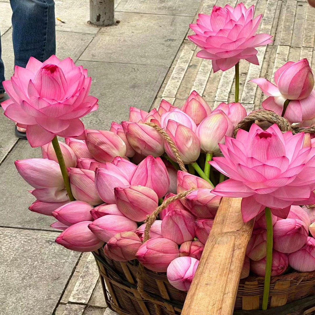 💐The Sacred Bonsai Bowl Lotus Flower