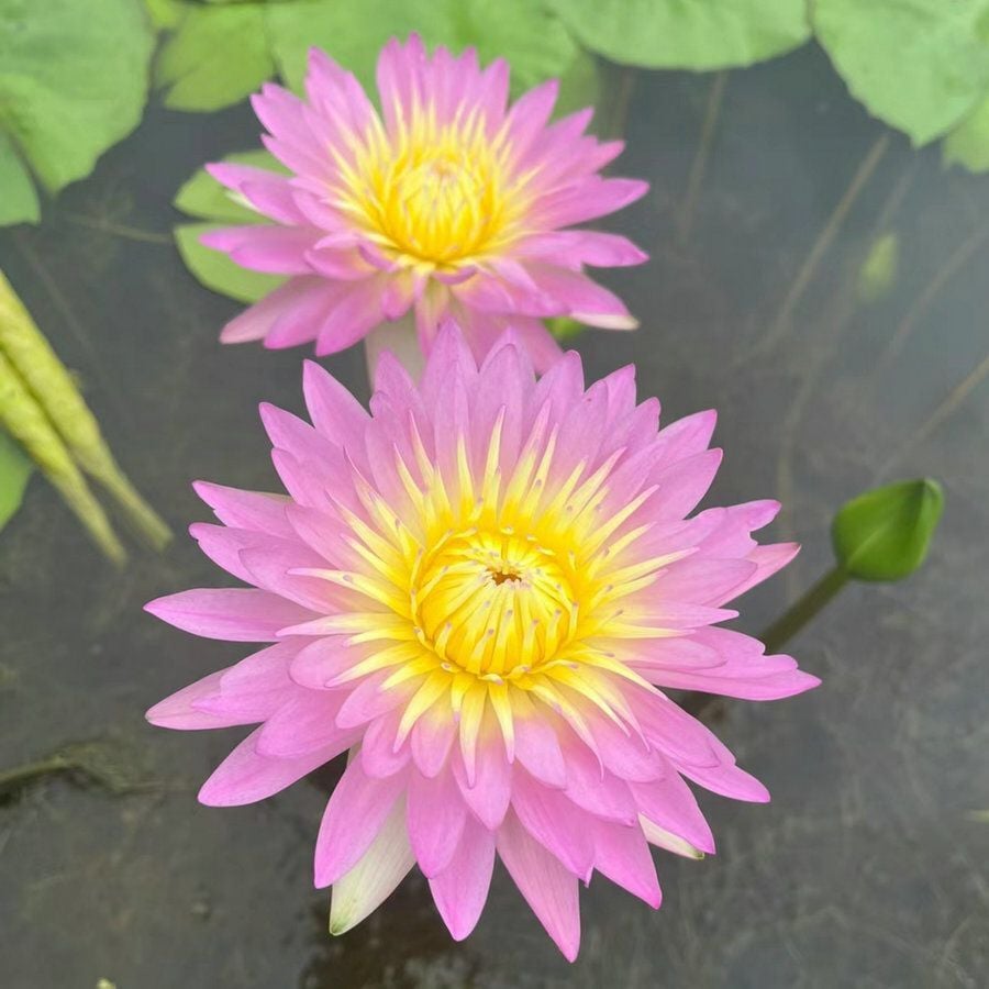 💐The Sacred Bonsai Bowl Lotus Flower