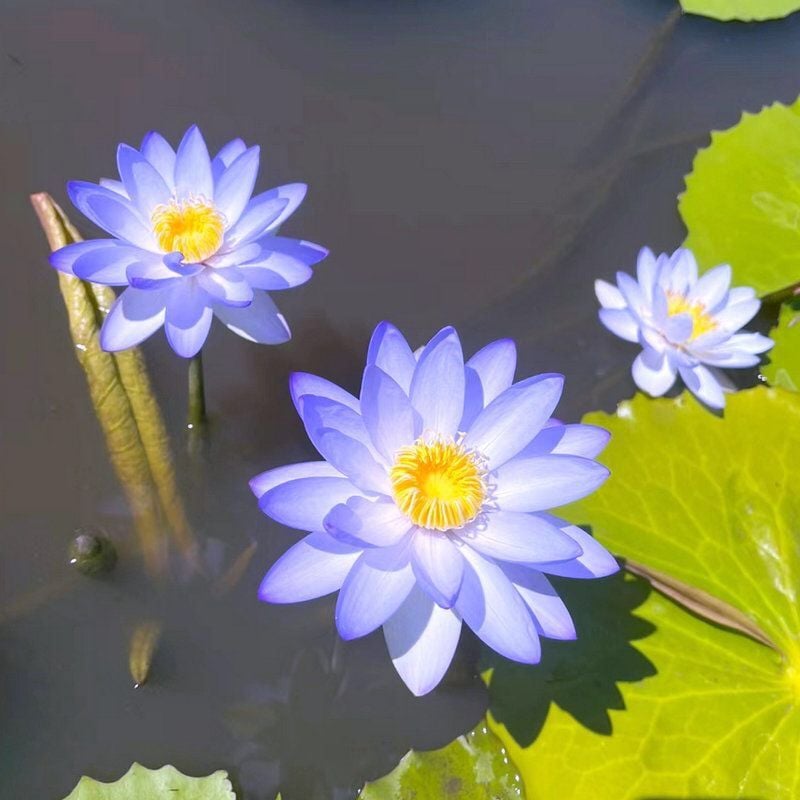 💐The Sacred Bonsai Bowl Lotus Flower