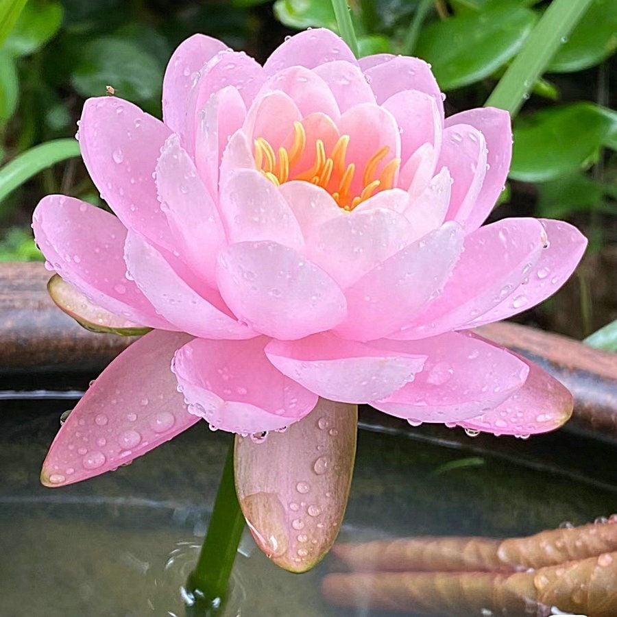 💐The Sacred Bonsai Bowl Lotus Flower