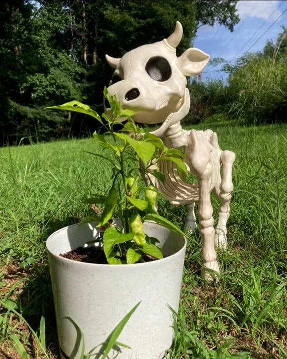 🔥 Cow & Horse Skeleton Halloween Decorative Prop