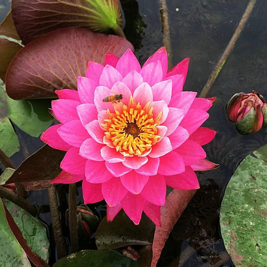 💐The Sacred Bonsai Bowl Lotus Flower