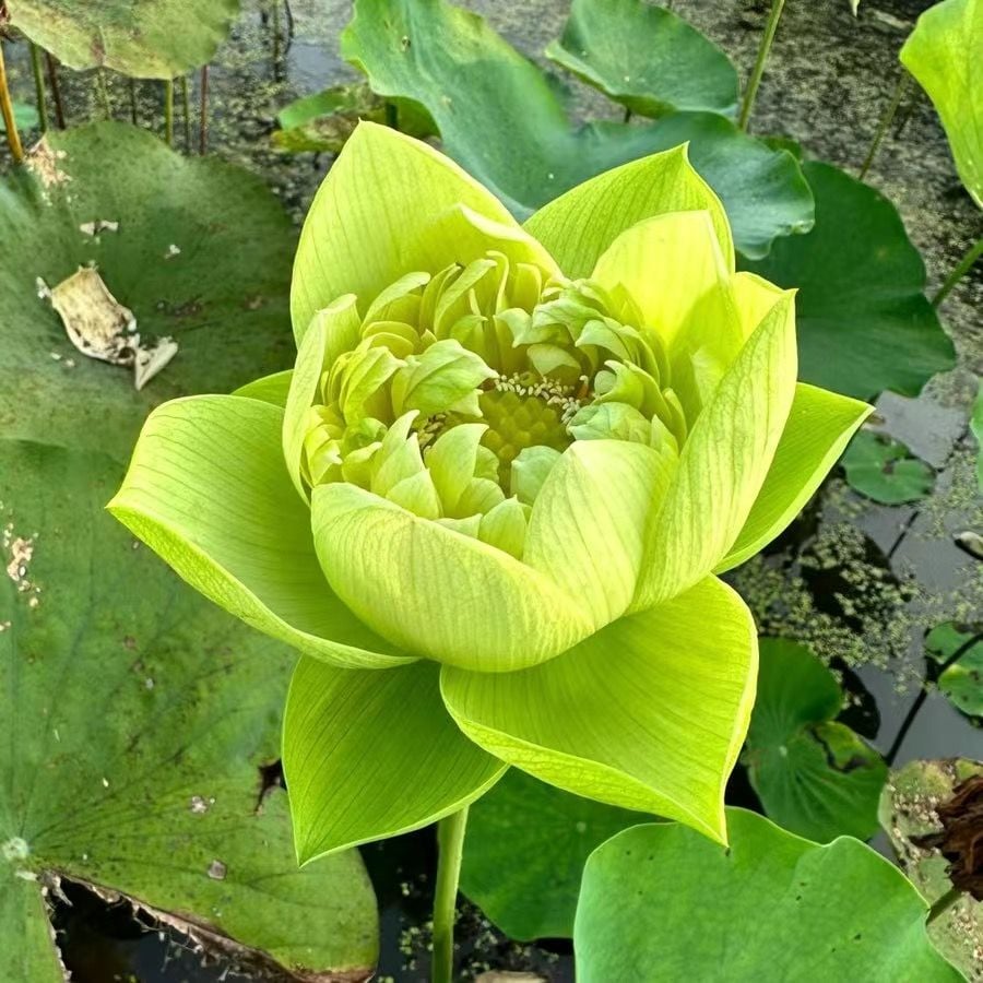 💐The Sacred Bonsai Bowl Lotus Flower