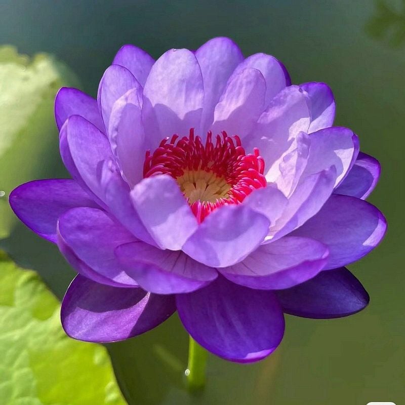 💐The Sacred Bonsai Bowl Lotus Flower