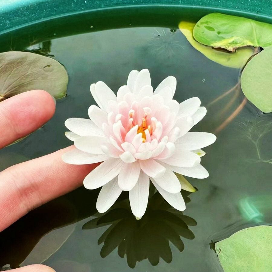 💐The Sacred Bonsai Bowl Lotus Flower