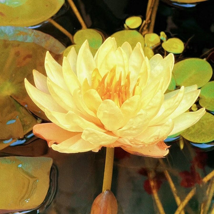 💐The Sacred Bonsai Bowl Lotus Flower