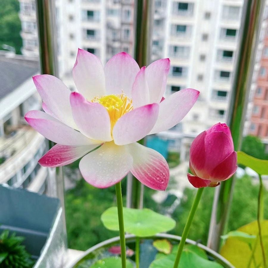 💐The Sacred Bonsai Bowl Lotus Flower