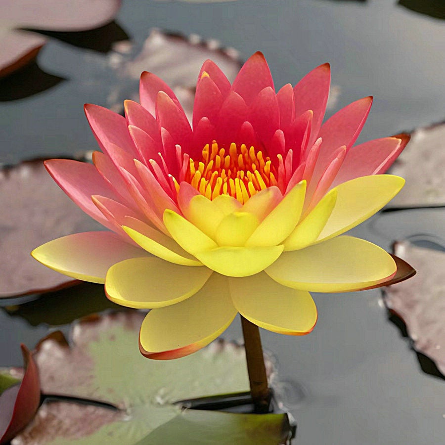 💐The Sacred Bonsai Bowl Lotus Flower