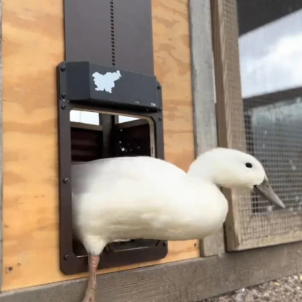 🎉Automatic Chicken Coop Door