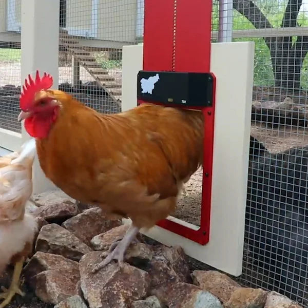 🎉Automatic Chicken Coop Door